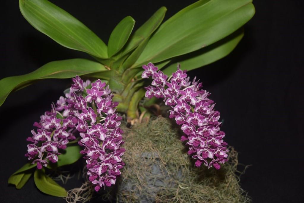 Rhynchostylis gigantea - photo 2