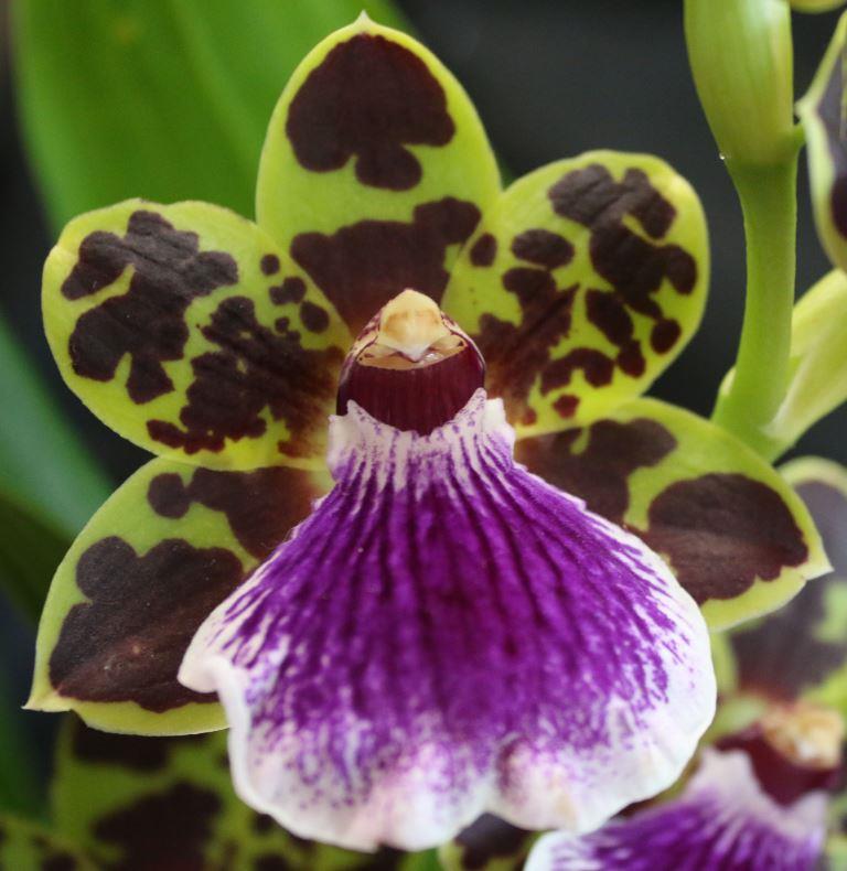 Zga Adelaide Meadows