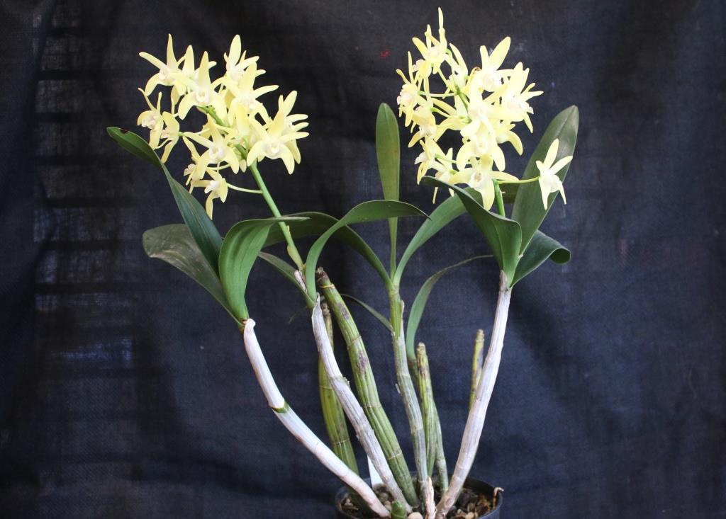 Dendrobium Kayla - photo 2