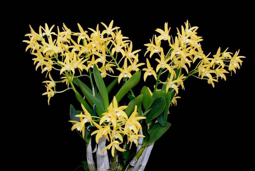 Dendrobium Brimbank Gold - photo 2