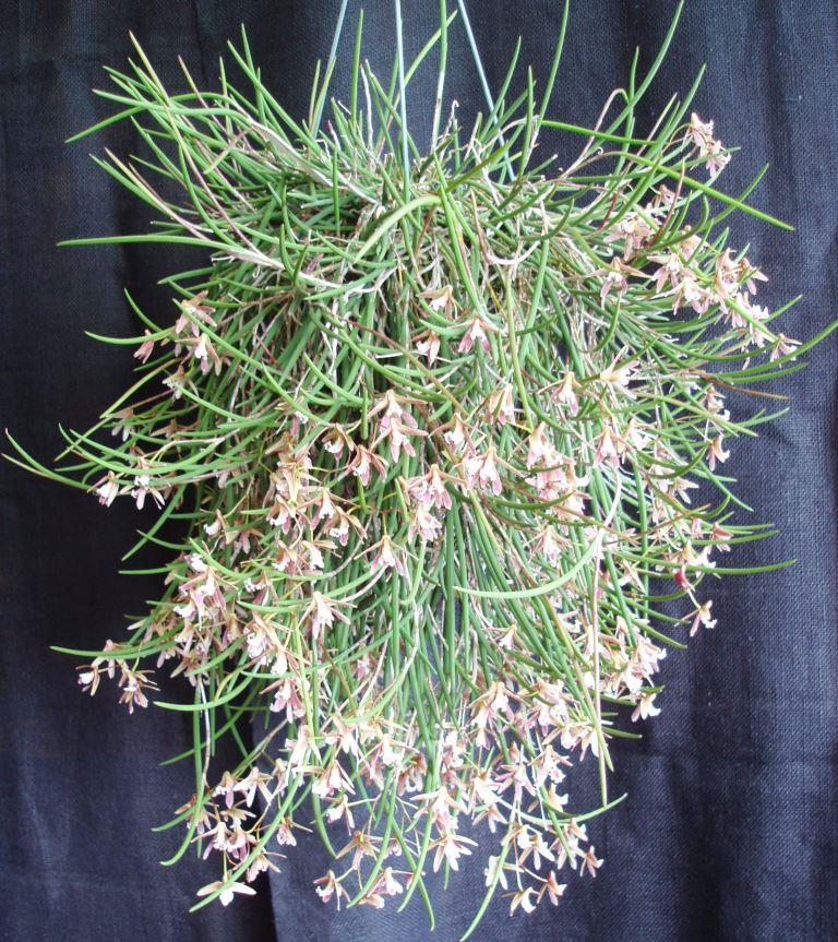 Den Kalon Byrne-Dimos