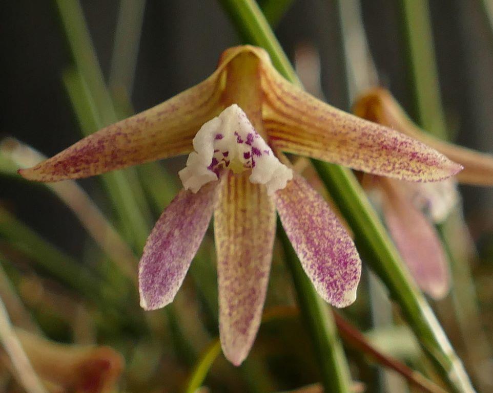 Dendrobium Kalon Byrne-Dimos - photo 2