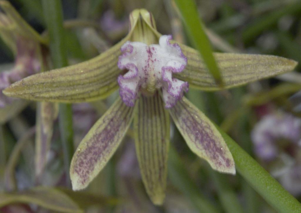 Den Australian Ginger