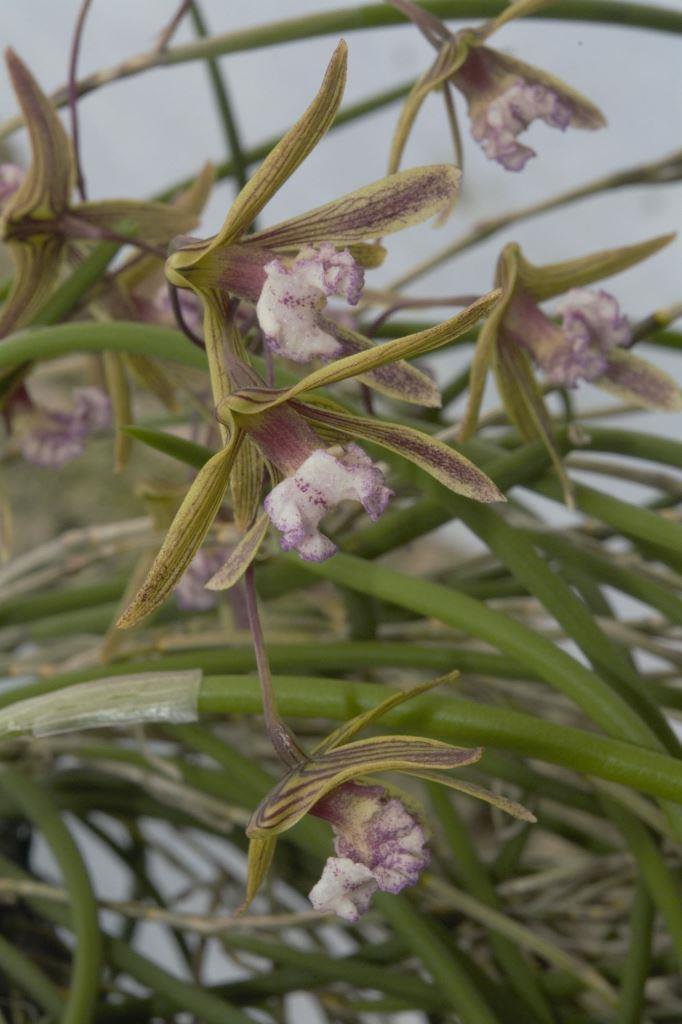 Dendrobium Australian Ginger - photo 2