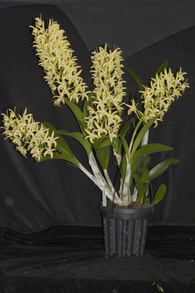 Dendrobium Dunokayla - photo 2