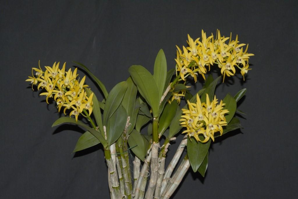 Dendrobium Midas Touch - photo 2
