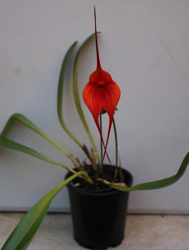 Masdevallia Bay of Fires - photo 2