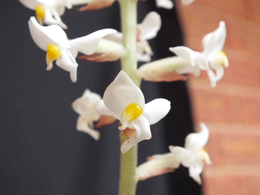 Ludisia discolor - photo 2