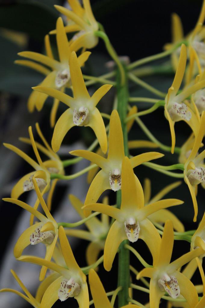 Den Australian Butter Bright