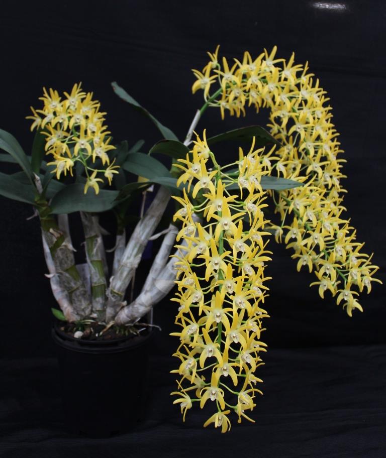 Dendrobium Australian Butter Bright - photo 2