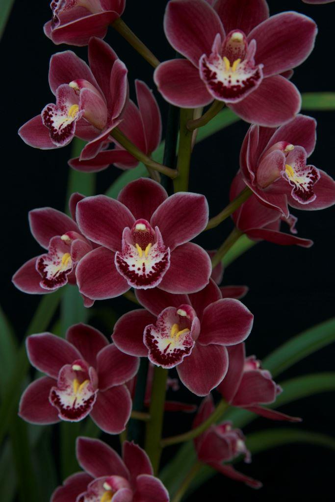 Cym Memoria Myrtle Wain