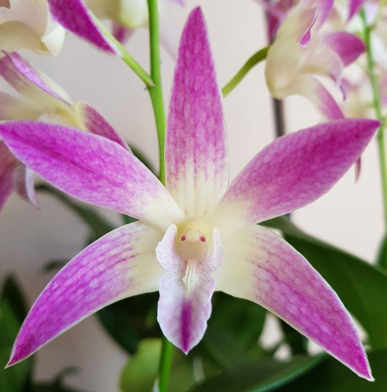 Den Anne's Rainbow Surprise