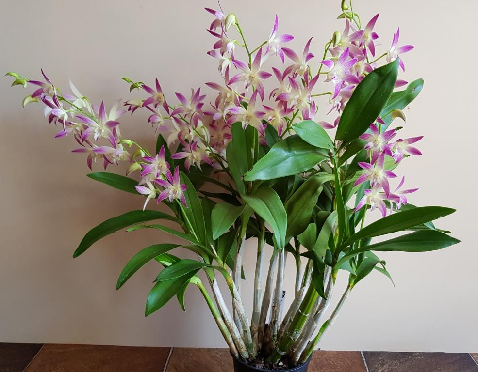 Dendrobium Anne's Rainbow Surprise - photo 2