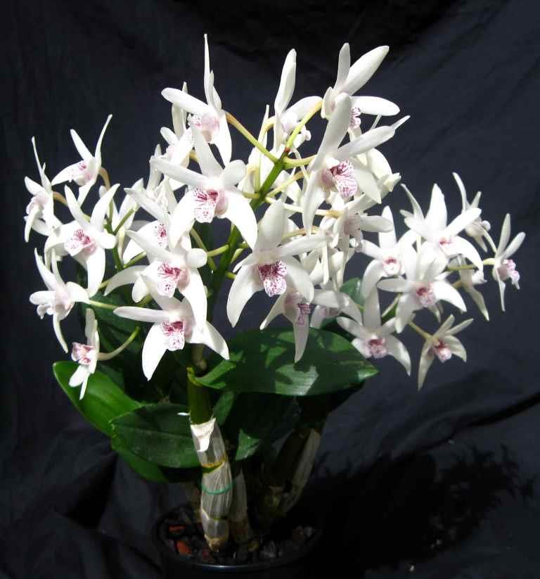 Dendrobium Duno Marilyn - photo 2