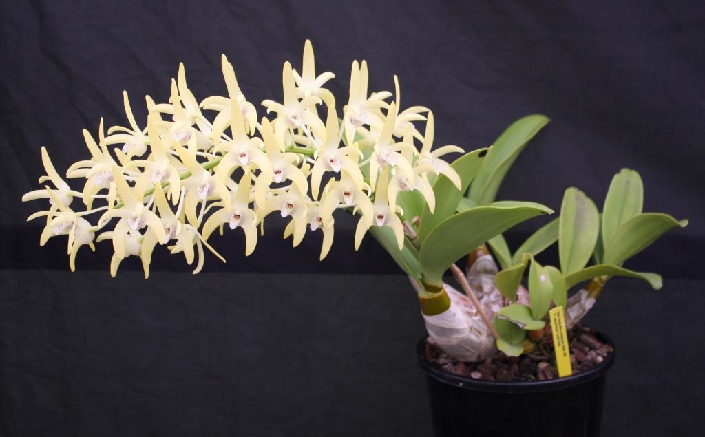 Dendrobium Hulks Moon - photo 2