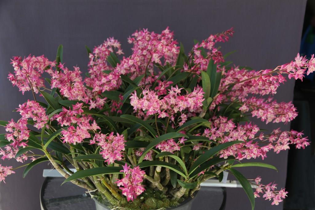 Dendrobium kingianum