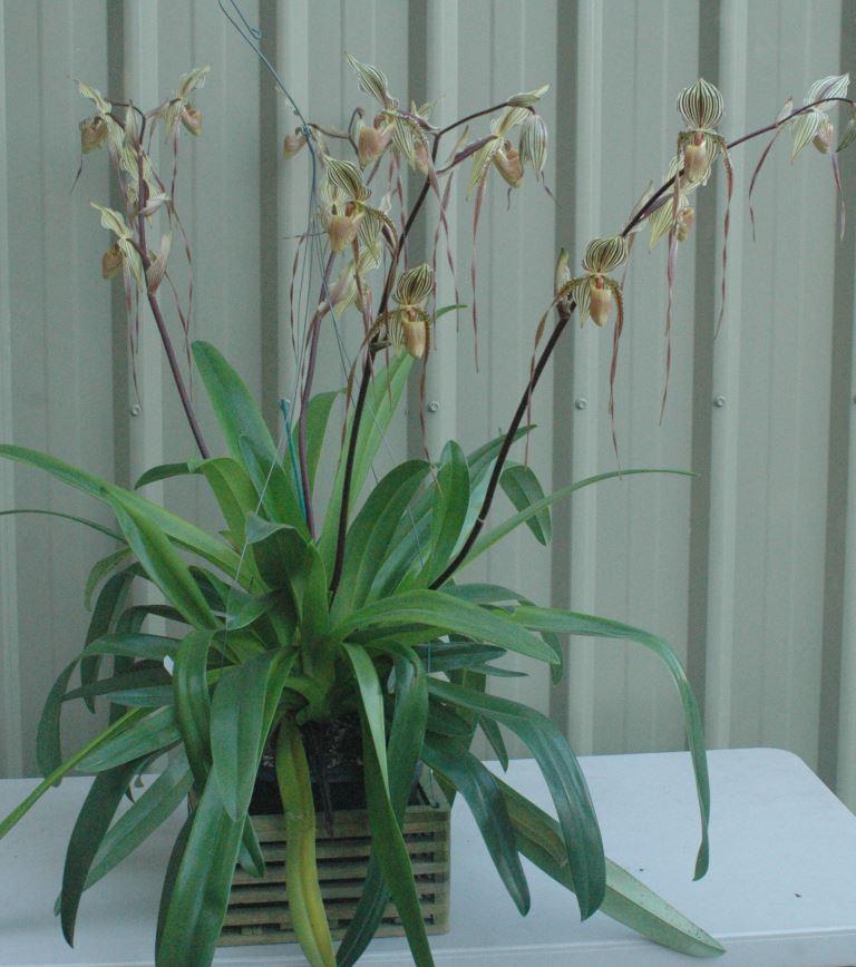Paph Saint Swithin