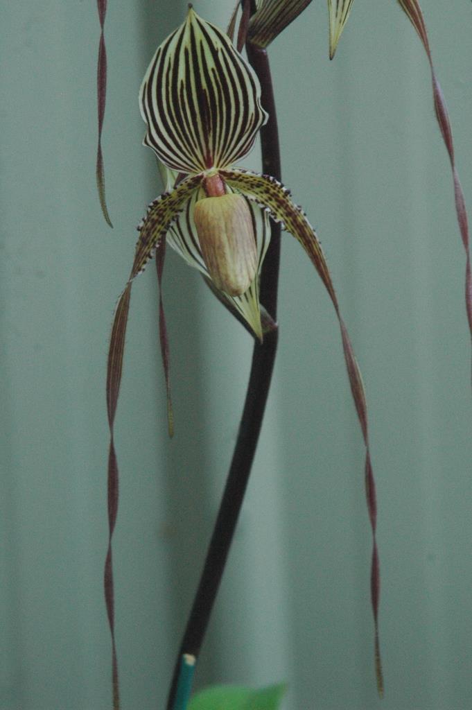 Paphiopedilum Saint Swithin - photo 2