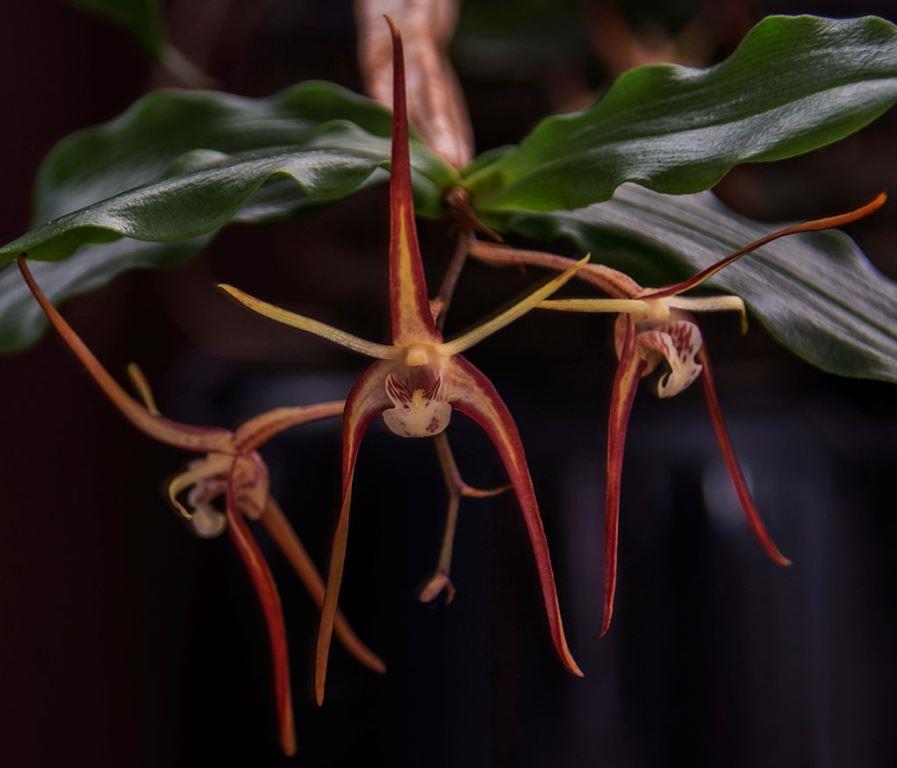 Dendrobium tetragonum