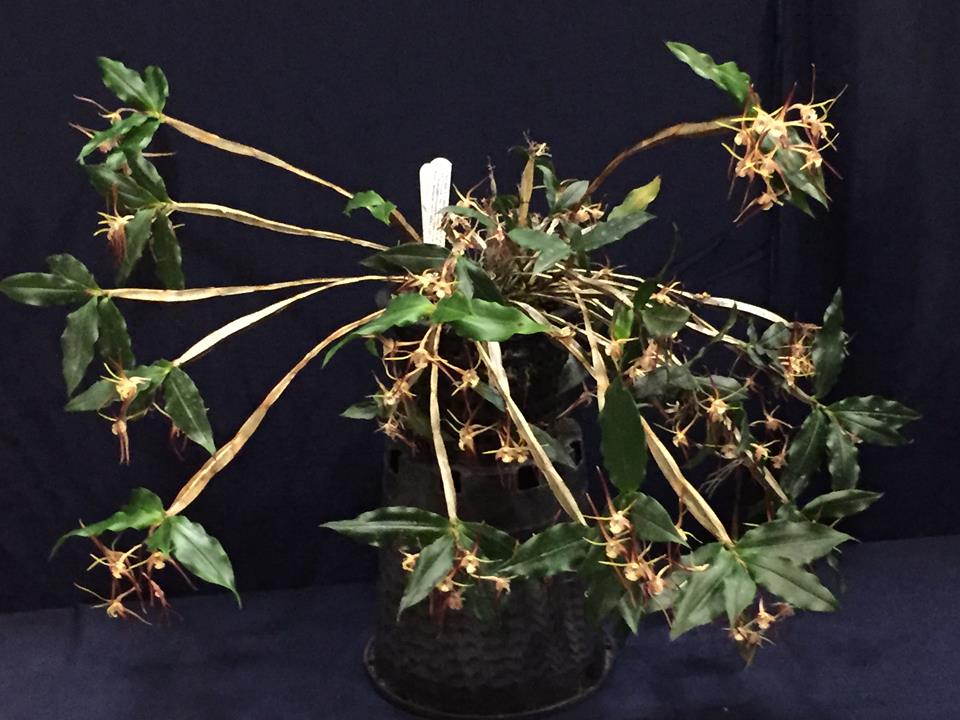 Dendrobium tetragonum subsp. tetragonum - photo 2