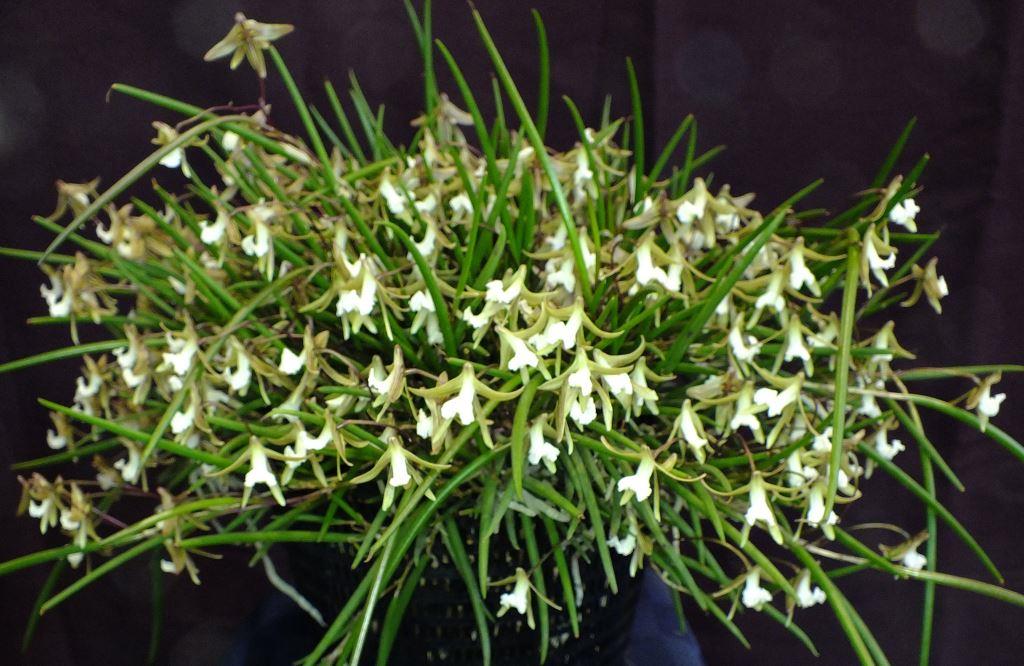 Dendrobium striolatum