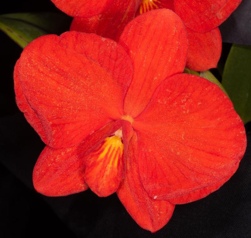 Cattleya coccinea