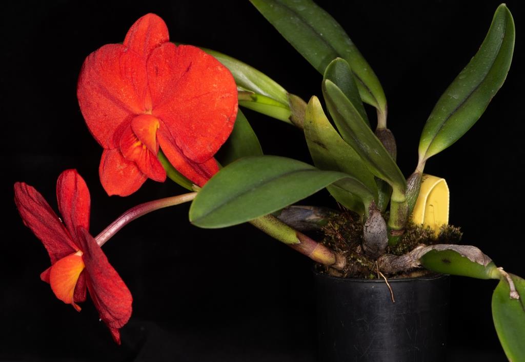 Cattleya coccinea - photo 2