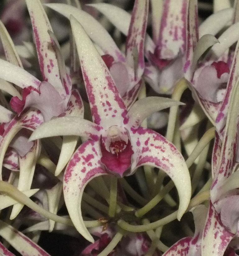 Den Botanic Sparkler