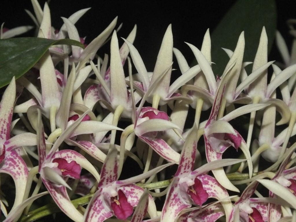 Dendrobium Botanic Sparkler - photo 2