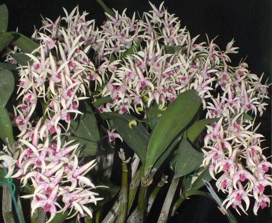 Den Botanic Sparkler