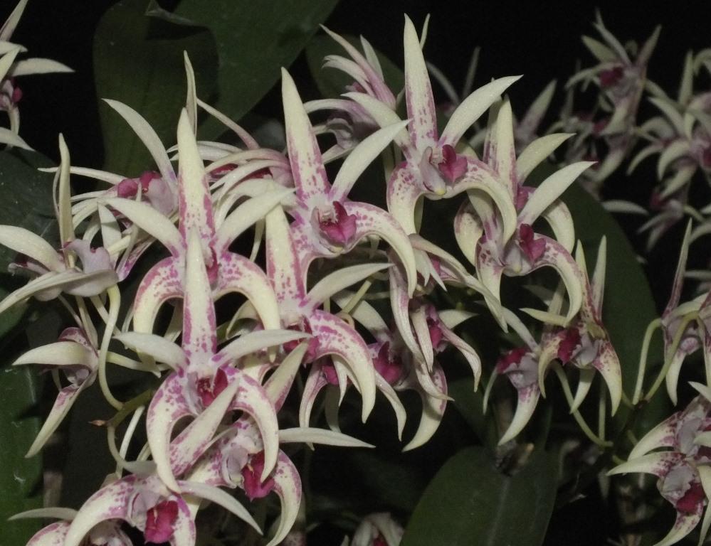Dendrobium Botanic Sparkler - photo 2