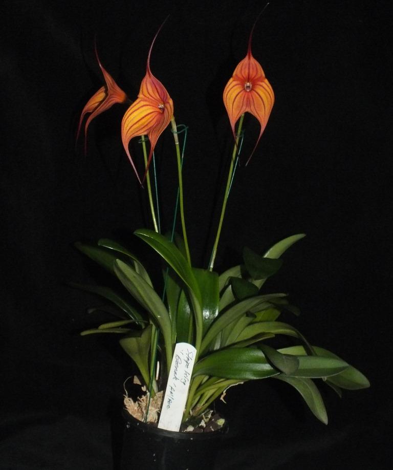 Masdevallia Stripe King - photo 2