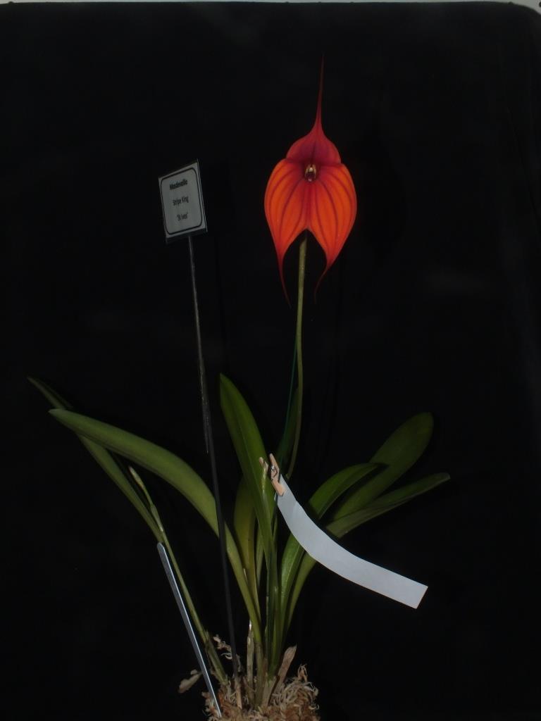 Masdevallia Stripe King - photo 2