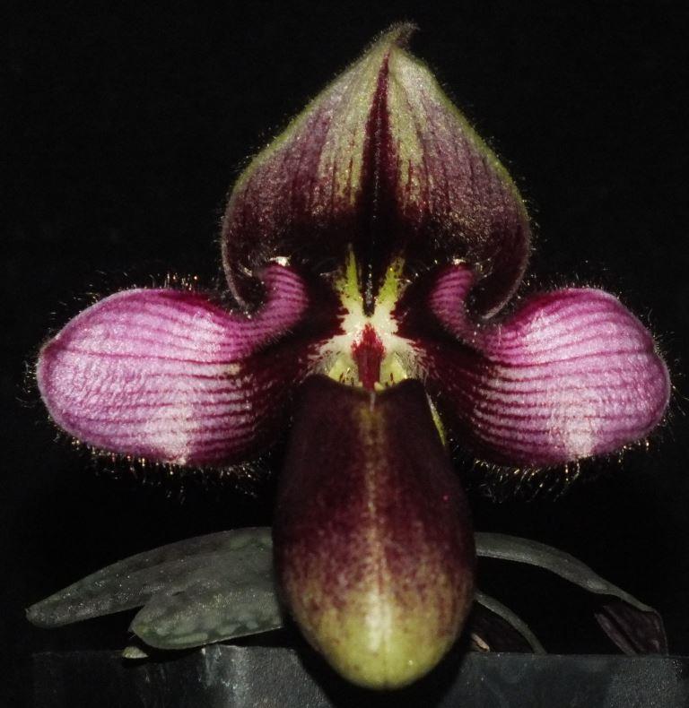 Paphiopedilum rungsuriyanum
