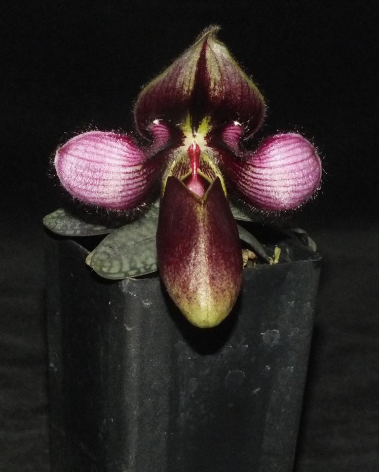 Paphiopedilum rungsuriyanum - photo 2