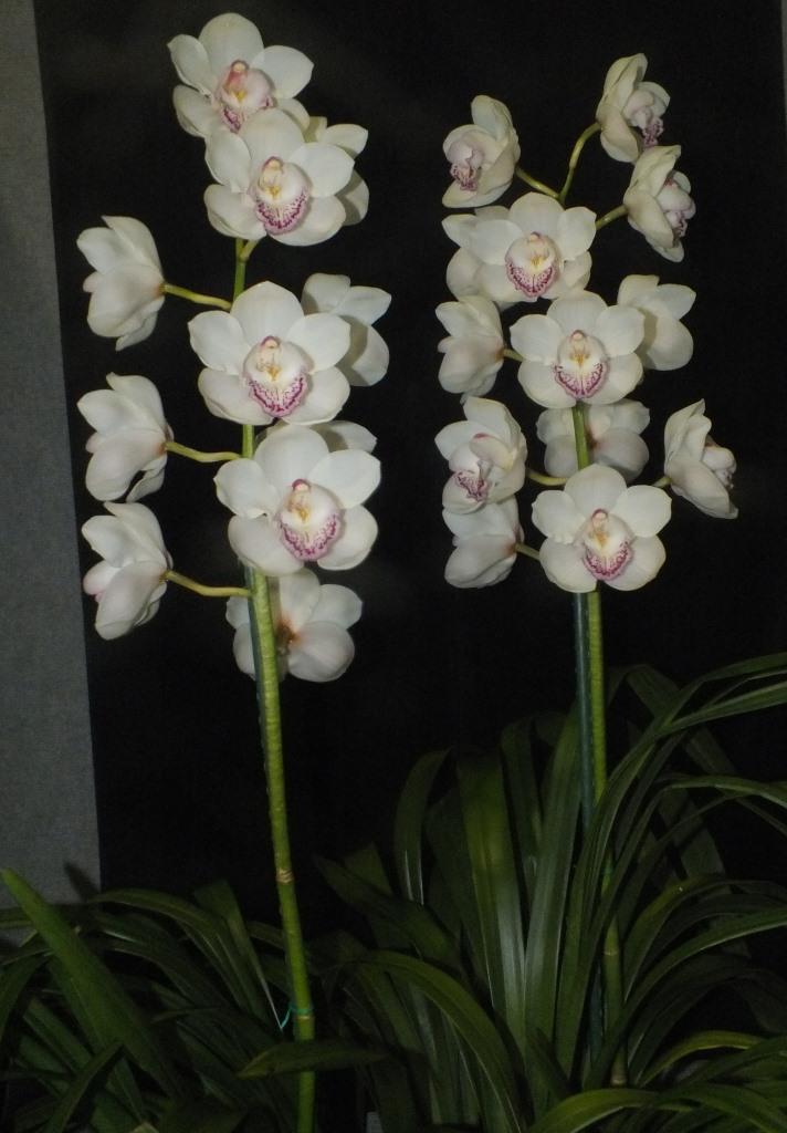 Cymbidium Justis Pearl - photo 2
