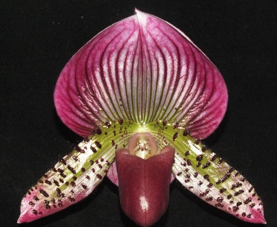 Paph Hsinying Ruby Web