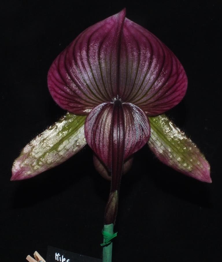Paphiopedilum Hsinying Ruby Web - photo 2