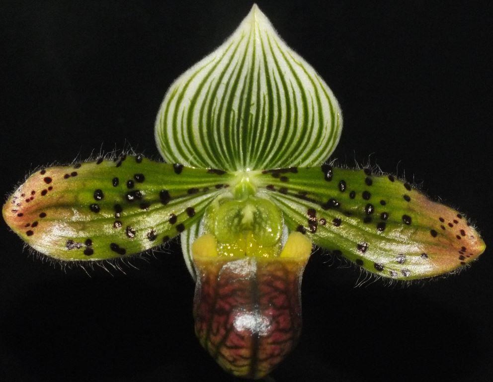 Paphiopedilum venustum