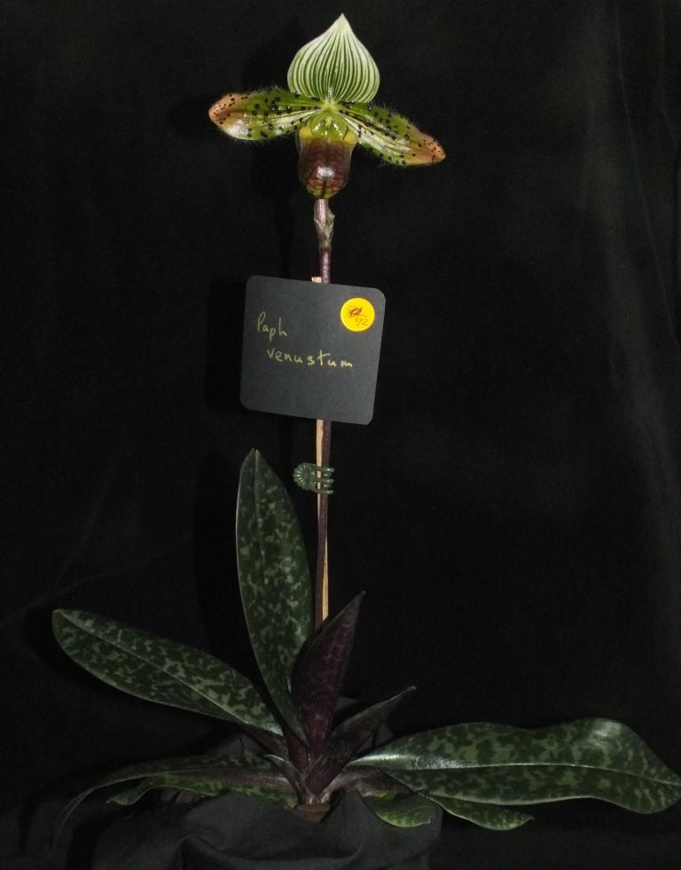 Paphiopedilum venustum - photo 2