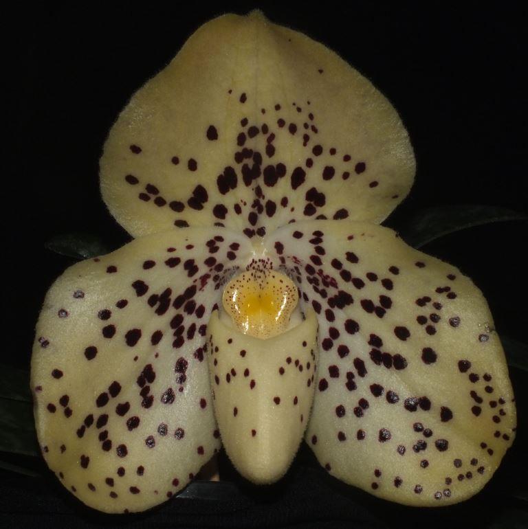 Paphiopedilum wenshanense