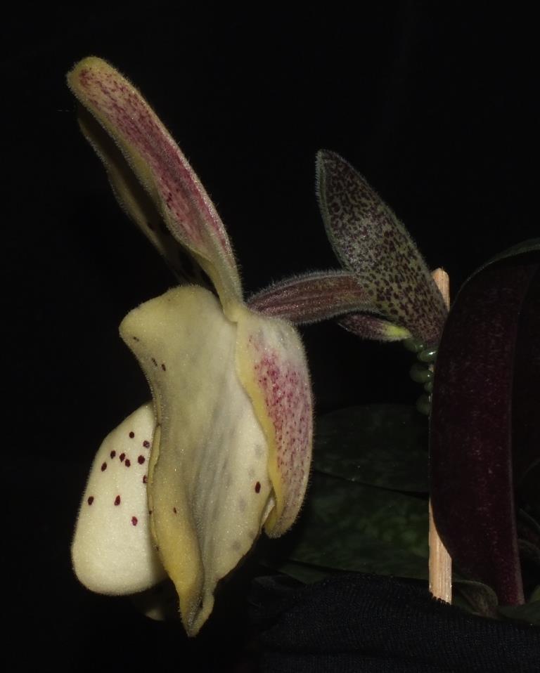 Paphiopedilum wenshanense - photo 2