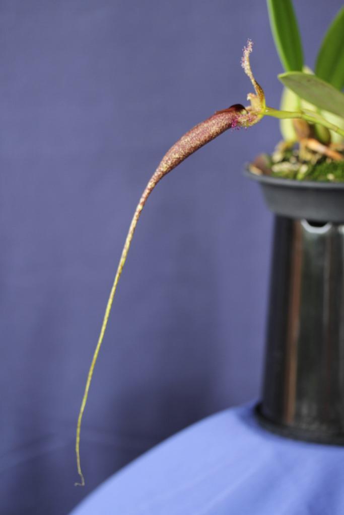 Bulbophyllum romyi - photo 2