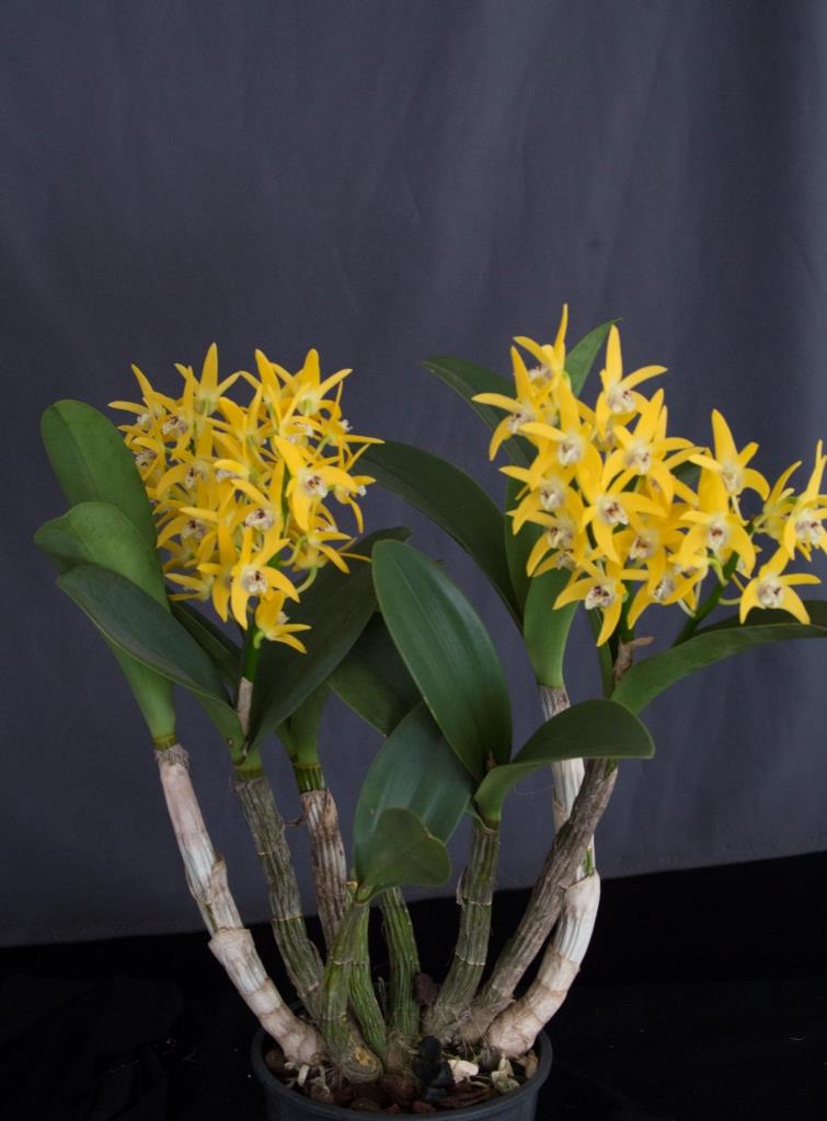 Dendrobium Brimbank Gold - photo 2