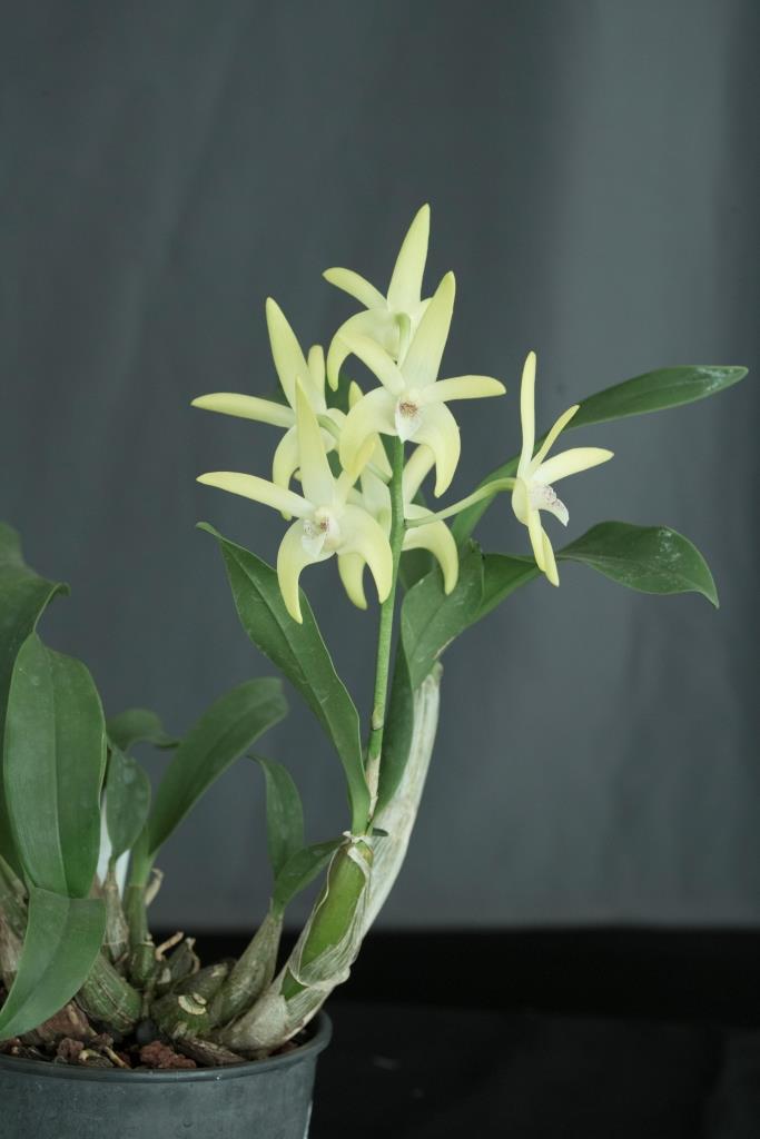 Dendrobium Coreei - photo 2