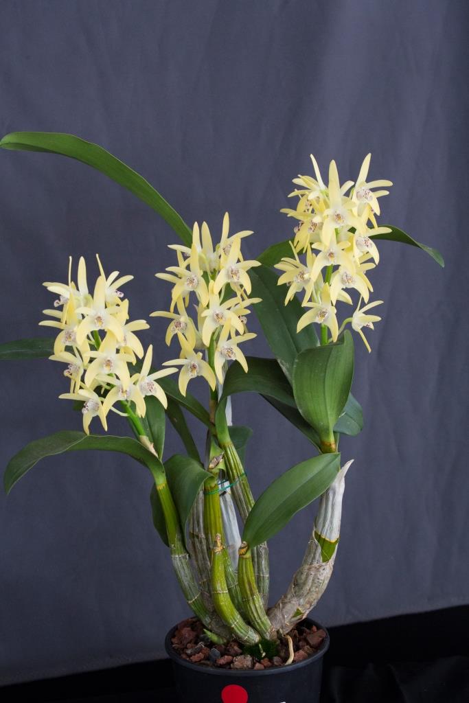 Dendrobium Dingadee - photo 2