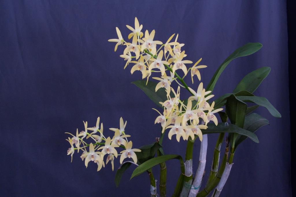 Dendrobium Dingadee - photo 2