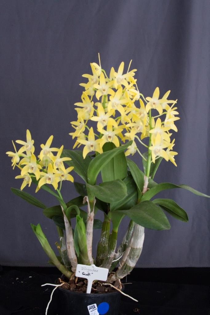 Dendrobium Dingadee - photo 2