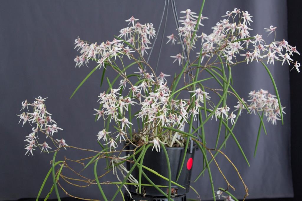 Dendrobium Grey Ghost - photo 2