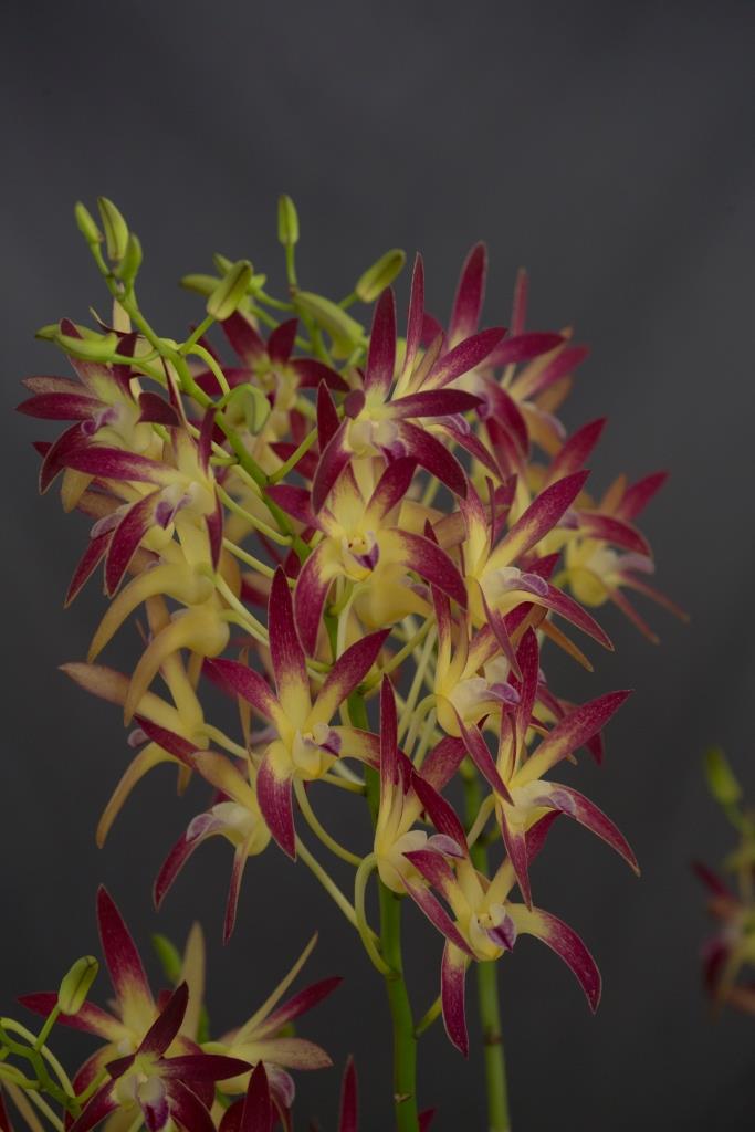 Dendrobium Jayden - photo 2